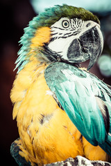 Blue and Yellow Macaw