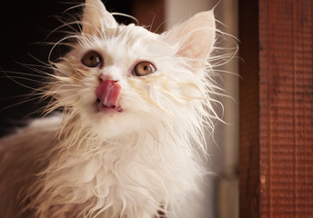 Funny wet white Persian kitten
