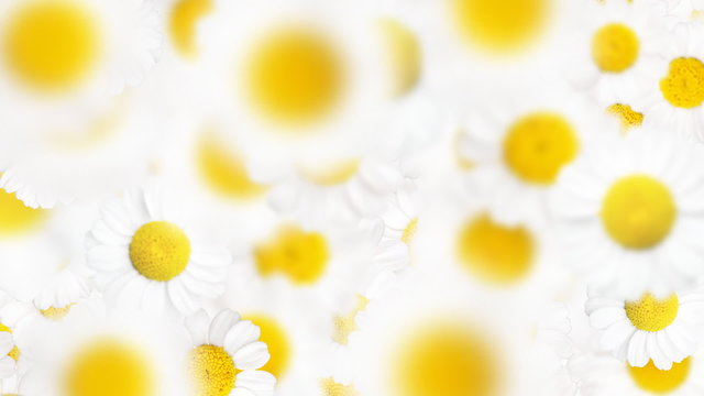 Chamomiles fall. Animation.