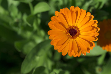 plant on the white background