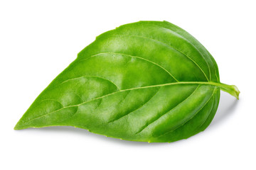 Leaf of basil