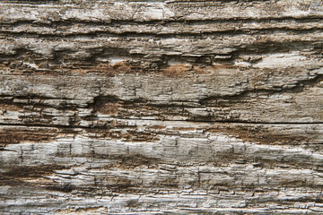 Rotted wood
