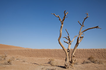 Dry Tree in the Desert Against Blue Sky