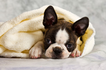 Boston terrier lying in white towels