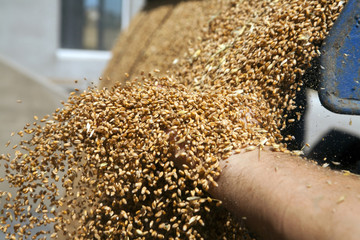 Obraz premium Hand with wheat grains