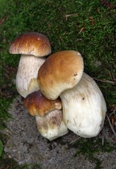 mushroom Boletus edulis