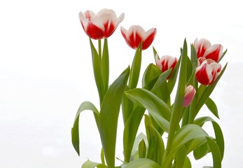 Tulpen rot weiss
