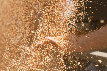 Naklejka premium Hand with wheat grains