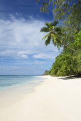 Fototapeta na wymiar Paradise Beach Ocean Indyjski Seszele Palmy