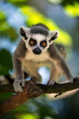 Baby Ring Tailed Lemur