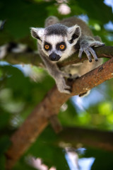 Fototapeta premium Baby Ring Tailed Lemur