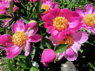 Papier peint photo Pivoines pivoines  © CB94