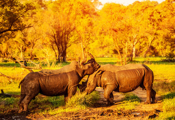 Fototapeta premium Two fighting rhinoceros