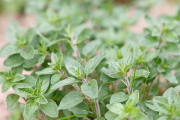 Marjoram Herb (origanum majorana )