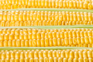 corn ear kernels