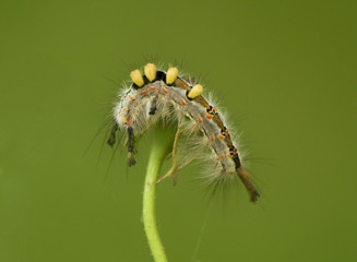 Caterpillar (Orgyia antiqua).