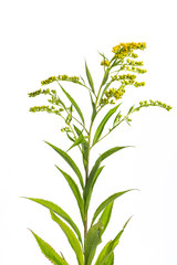 Fototapeta premium Nawłoć kanadyjska (Solidago canadensis)