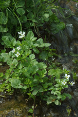 Bittere Schaumkraut - Cardamine amara