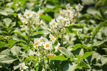 Fototapeta premium White and yellow blooming potato plants in sunlight
