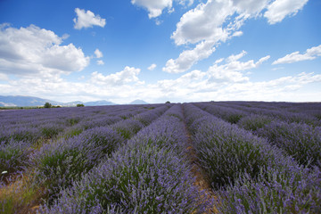 Fototapeta na wymiar lavender field