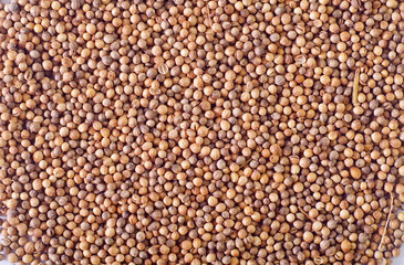 coriander