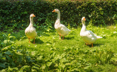 Three Domestic geese in a row