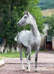 Obraz na płótnie Canvas gray racing arabian horse
