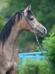 portrait of young arabian mare