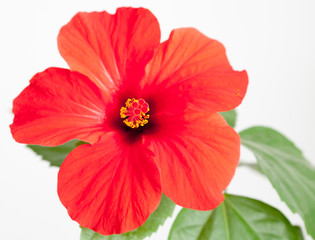 Red hibiscus flower