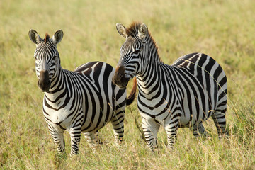 Common zebras