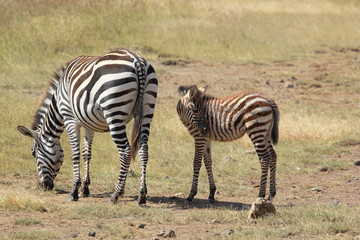 Naklejka na ściany i meble Baby zebra with mother