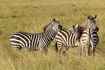 Fototapeta na wymiar Group of common zebras