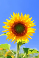 Tournesol