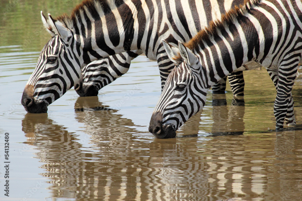 Poster Group of zebras drinking