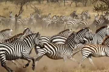 Gordijnen Kudde zebra& 39 s galopperen © mattiaath
