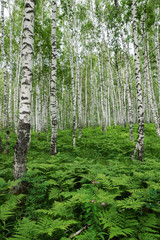 Fern thickets in a birch forest
