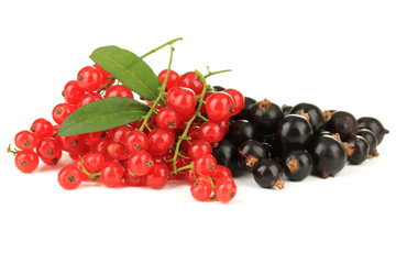 Red and black currant isolated on white