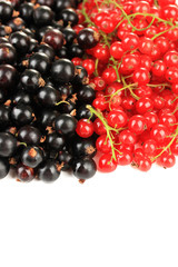Red and black currant isolated on white