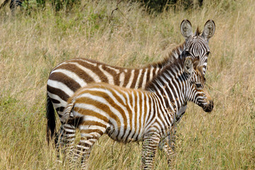 Fototapeta na wymiar Young zebras