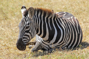 Common zebra lying