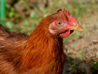 cock red head