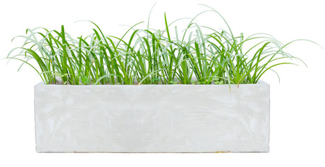 Small decorative tree isolated on a white