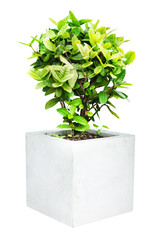 Small decorative tree isolated on a white