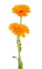 Calendula flowers isolated on white