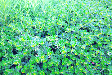 Beautiful background of fresh green plant in garden