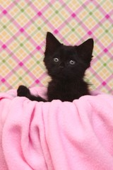 Curious Kitten on a Pink Soft Background