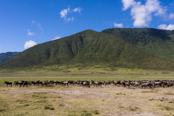 The Great Migration, Serengeti National Park