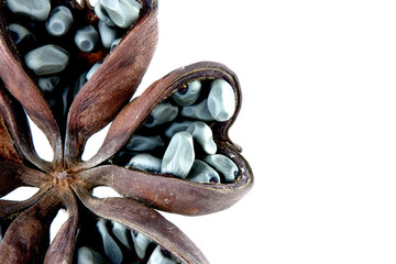 Hazel sterculia or tropical chestnut over white background