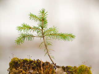 Small spruce tree on old trunk
