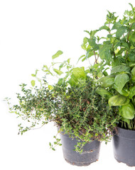 Fototapeta premium Herb Garden isolated on white